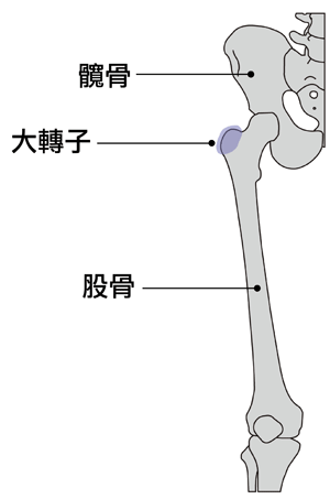 股骨大轉子